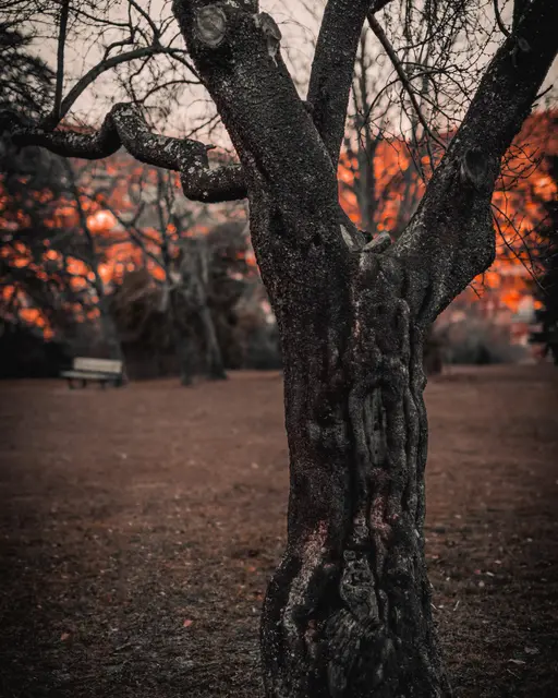 Un arbre nu aux branches tordues dans un parc, à contre-jour, sur un sol couvert de feuilles brunes.