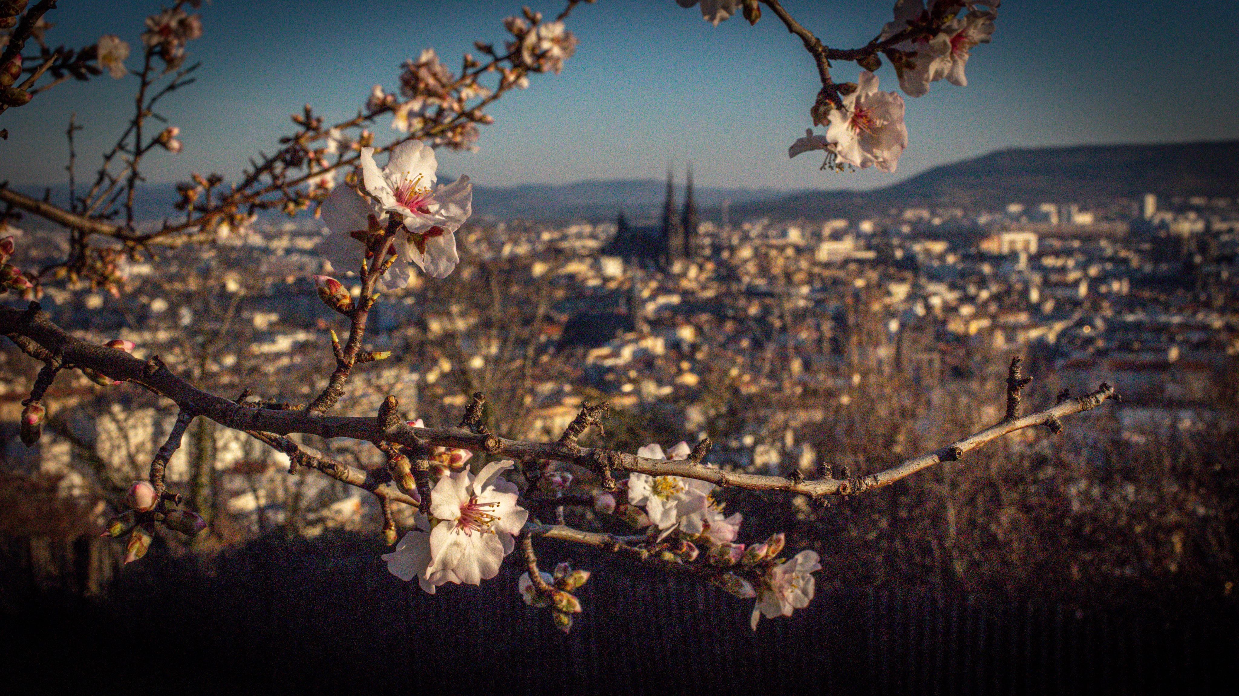 Branche en fleurs au premier plan, ville éclairée au crépuscule en arrière-plan, montagnes à l'horizon.
